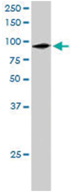 PRAM1, Goat, Polyclonal Antibody, Abnova 100&mu;g; Unlabeled:Antibodies,