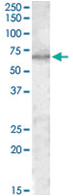 MTM1, Goat, Polyclonal Antibody, Abnova 100&mu;g; Unlabeled:Antibodies,
