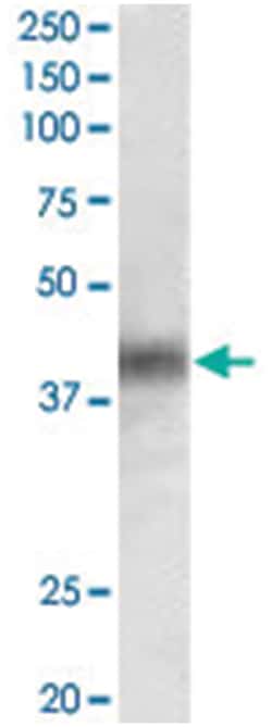 DUSP1, Goat, Polyclonal Antibody, Abnova 100 &mu;g | Buy Online | Abnova Corporation | Fisher Scientific