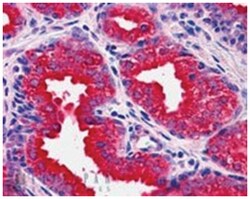 DUSP1, Goat, Polyclonal Antibody, Abnova 100 &mu;g | Buy Online | Abnova Corporation | Fisher Scientific