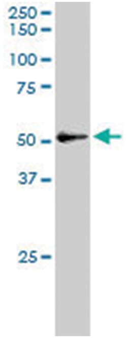 NFIL3, Goat, Polyclonal Antibody, Abnova 100&mu;g; Unlabeled:Antibodies,