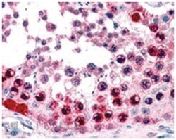 ATF7, Goat, Polyclonal Antibody, Abnova 100 &mu;g | Buy Online | Abnova | Fisher Scientific