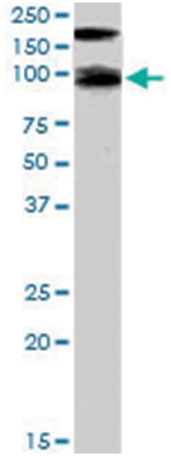 CDCP1, Goat, Polyclonal Antibody, Abnova 100&mu;g; Unlabeled:Antibodies,