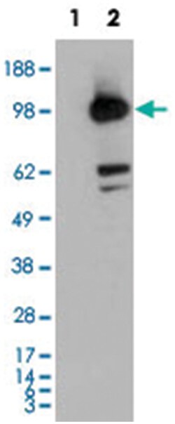 CDCP1, Goat, Polyclonal Antibody, Abnova 100&mu;g; Unlabeled:Antibodies,