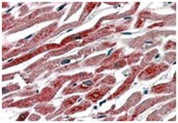 PTGS1 Goat anti-Human, Polyclonal Antibody, Abnova 100&mu;g; Unlabeled:Antibodies,