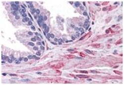ELMO2, Goat, Polyclonal Antibody, Abnova 100&mu;g; Unlabeled:Antibodies,