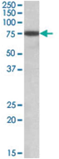 RACGAP1, Goat, Polyclonal Antibody, Abnova 100&mu;g; Unlabeled:Antibodies,