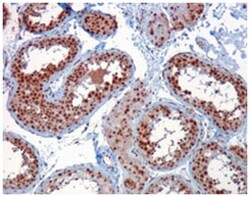 RACGAP1, Goat, Polyclonal Antibody, Abnova 100&mu;g; Unlabeled:Antibodies,