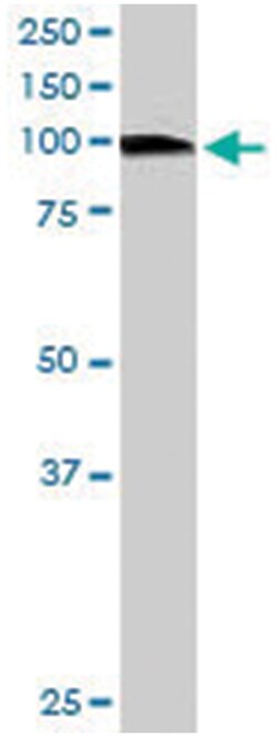 VAV2, Goat, Polyclonal Antibody, Abnova 100&mu;g; Unlabeled:Antibodies,