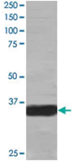 MORF4L2, Goat, Polyclonal Antibody, Abnova 100 &mu;g | Buy Online | Abnova Corporation | Fisher Scientific