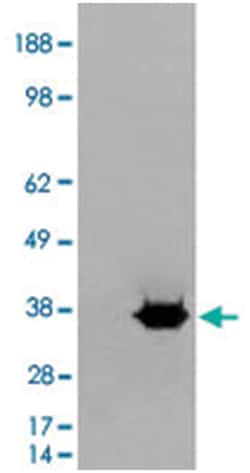 MORF4L2, Goat, Polyclonal Antibody, Abnova 100 &mu;g | Buy Online | Abnova Corporation | Fisher Scientific