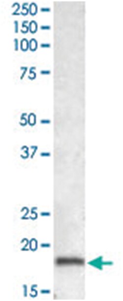 AIF1 Goat anti-Human, Rat, Polyclonal Antibody, Abnova 100 &mu;g | Buy Online | Abnova Corporation | Fisher Scientific