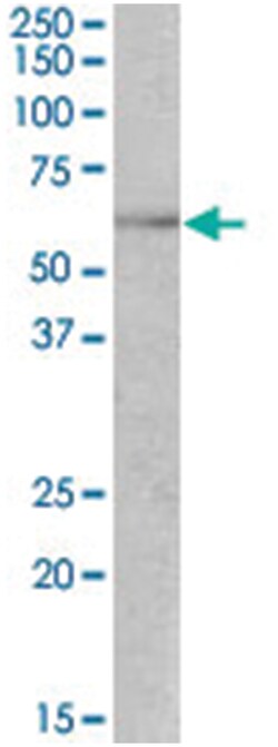 TFEB Goat anti-Human, Polyclonal Antibody, Abnova 100 &mu;g | Buy Online | Abnova Corporation | Fisher Scientific