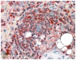 ARPC2, Goat, Polyclonal Antibody, Abnova 100&mu;g; Unlabeled:Antibodies,