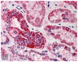 GULP1, Goat, Polyclonal Antibody, Abnova 100 &mu;g | Buy Online | Abnova | Fisher Scientific