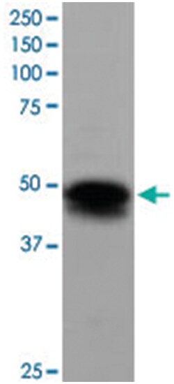 FLOT1, Goat, Polyclonal Antibody, Abnova 100 &mu;g | Buy Online | Abnova Corporation | Fisher Scientific