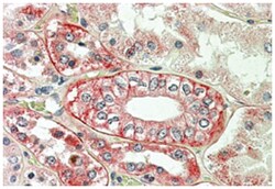 FLOT1, Goat, Polyclonal Antibody, Abnova 100 &mu;g | Buy Online | Abnova Corporation | Fisher Scientific