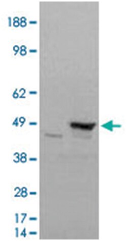 FLOT1, Goat, Polyclonal Antibody, Abnova 100 &mu;g | Buy Online | Abnova Corporation | Fisher Scientific