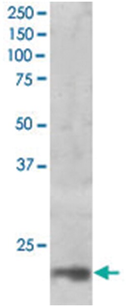 MAGOH, Goat, Polyclonal Antibody, Abnova 100&mu;g; Unlabeled:Antibodies,