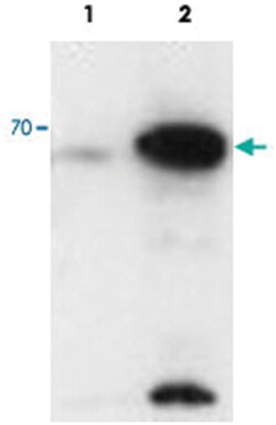 AIRE Goat anti-Human, Polyclonal Antibody, Abnova 100&mu;g; Unlabeled:Antibodies,