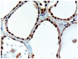 PAX8 Goat anti-Human, Polyclonal Antibody, Abnova 100&mu;g; Unlabeled:Antibodies,
