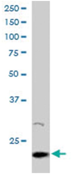 ARL2, Goat, Polyclonal Antibody, Abnova 100&mu;g; Unlabeled:Antibodies,