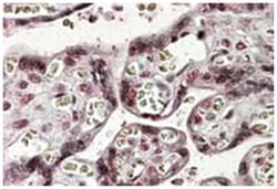 NFATC4 Goat anti-Human, Polyclonal Antibody, Abnova 100 &mu;g | Buy Online | Abnova Corporation | Fisher Scientific