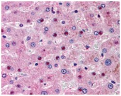 NOS1AP, Goat, Polyclonal Antibody, Abnova 100 &mu;g | Buy Online | Abnova Corporation | Fisher Scientific