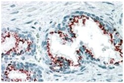GOLM1, Goat, Polyclonal Antibody, Abnova 100 &mu;g | Buy Online | Abnova Corporation | Fisher Scientific