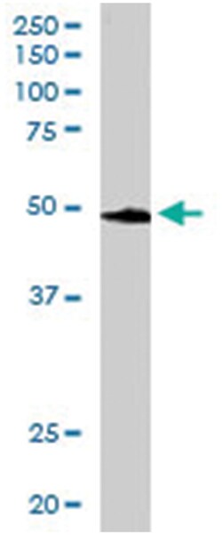 BRF2, Goat, Polyclonal Antibody, Abnova 100&mu;g; Unlabeled:Antibodies,