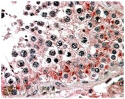 ABCB9, Goat, Polyclonal Antibody, Abnova 100 &mu;g | Buy Online | Abnova Corporation | Fisher Scientific