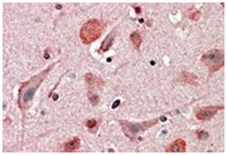 UBE2K, Goat, Polyclonal Antibody, Abnova 100&mu;g; Unlabeled:Antibodies,