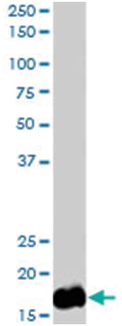 UBE2L3, Goat, Polyclonal Antibody, Abnova 100&mu;g; Unlabeled:Antibodies,