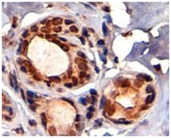 TRIM28, Goat, Polyclonal Antibody, Abnova 100 &mu;g | Buy Online | Abnova Corporation | Fisher Scientific