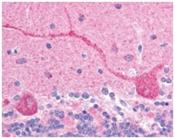 CHFR, Goat, Polyclonal Antibody, Abnova 100&mu;g; Unlabeled:Antibodies,