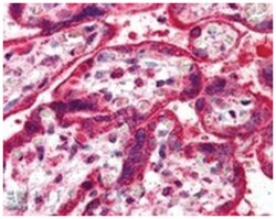 NEIL1, Goat, Polyclonal Antibody, Abnova 100&mu;g; Unlabeled:Antibodies,