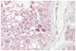 TRIM69, Goat, Polyclonal Antibody, Abnova 100&mu;g; Unlabeled:Antibodies,