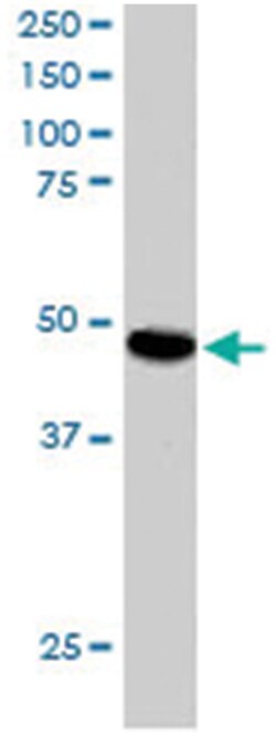 SNX15, Goat, Polyclonal Antibody, Abnova 100&mu;g; Unlabeled:Antibodies,