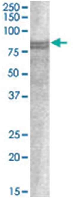 SNX18, Goat, Polyclonal Antibody, Abnova 100 &mu;g | Buy Online | Abnova Corporation | Fisher Scientific