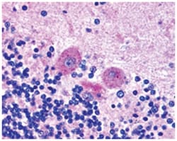 SNX26 Goat anti-Human, Polyclonal Antibody, Abnova 100 &mu;g | Buy Online | Abnova Corporation | Fisher Scientific