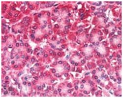 CARD6, Goat, Polyclonal Antibody, Abnova 100&mu;g; Unlabeled:Antibodies,