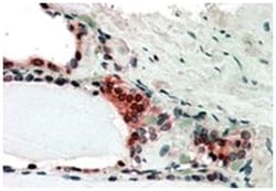 COPS2, Goat, Polyclonal Antibody, Abnova 100&mu;g; Unlabeled:Antibodies,