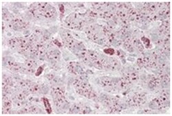 USP15, Goat, Polyclonal Antibody, Abnova 100&mu;g; Unlabeled:Antibodies,