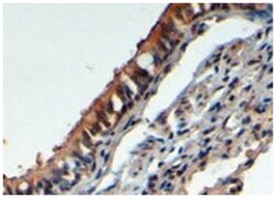 FBXL12, Goat, Polyclonal Antibody, Abnova 100 &mu;g | Buy Online | Abnova Corporation | Fisher Scientific