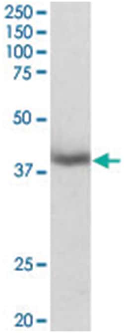 MORF4L1, Goat, Polyclonal Antibody, Abnova 100 &mu;g | Buy Online | Abnova Corporation | Fisher Scientific