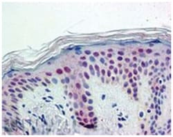 PTBP1, Goat, Polyclonal Antibody, Abnova 100 &mu;g | Buy Online | Abnova Corporation | Fisher Scientific