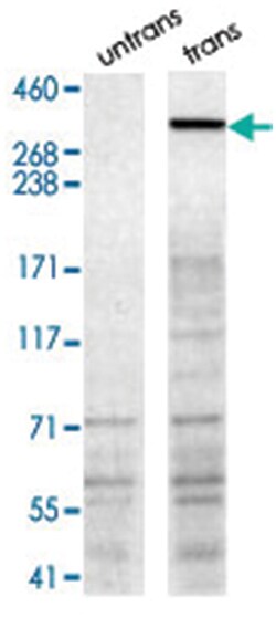 NBEA, Goat, Polyclonal Antibody, Abnova 100 &mu;g | Buy Online | Abnova Corporation | Fisher Scientific