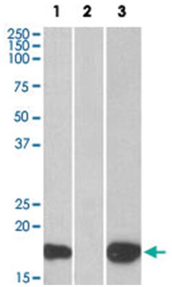 PHLDA3, Goat, Polyclonal Antibody, Abnova 100 &mu;g | Buy Online | Abnova | Fisher Scientific