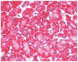 EIF4ENIF1, Goat, Polyclonal Antibody, Abnova 100 &mu;g | Buy Online | Abnova Corporation | Fisher Scientific