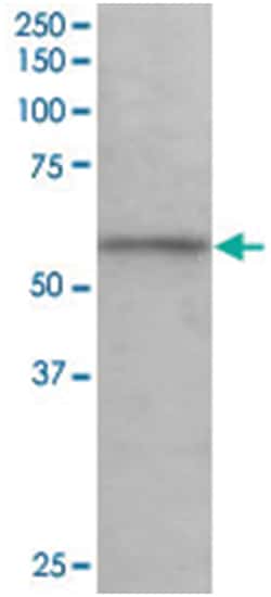 KPNA3, Goat, Polyclonal Antibody, Abnova 100 &mu;g | Buy Online | Abnova Corporation | Fisher Scientific